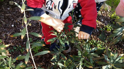 le nostre manine a lavoro