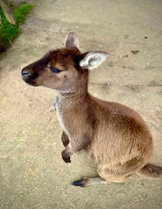 Reserva Natural de Ballarat