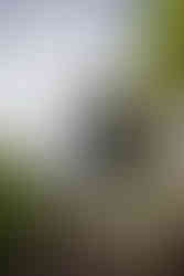 Pagoda Yasaka - Templo Hokanji