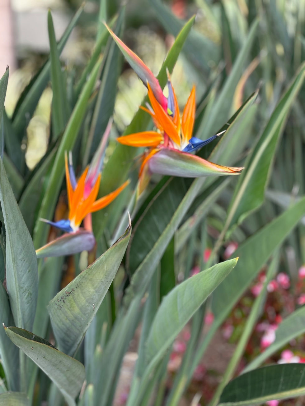 Bird of Paradise
