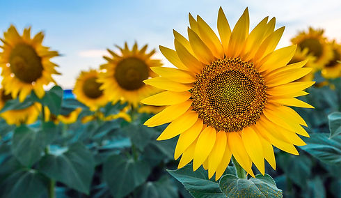 growing-sunflowers.jpg