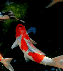 IMG_0022.GIF