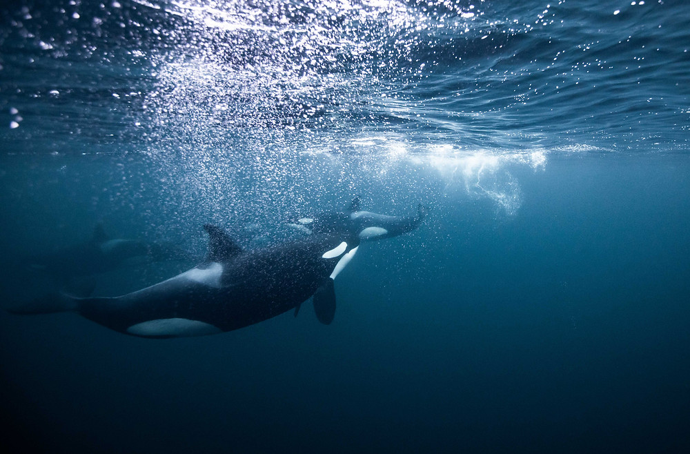 Swim with wild Orcas Photo Tour Artica Studios Chase Teron