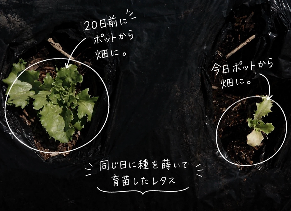 同じ日に種を蒔いて、同じ時期に発芽し、育苗後畑に移したレタス