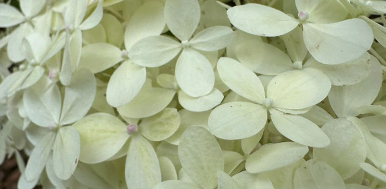 limelight hydrangea flower from the moon garden