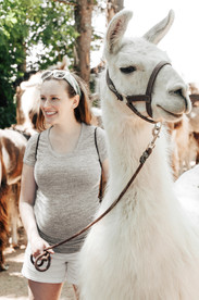 Family Photos at Carlson's Llovable Llama's in Waconia, MN.
