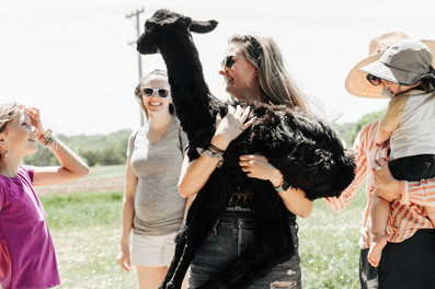 Family Photos at Carlson's Llovable Llama's in Waconia, MN.