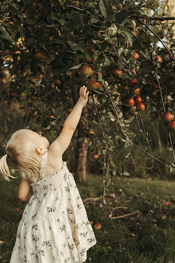 Lakyn picking an apple from a tree during family photos in Willmar MN