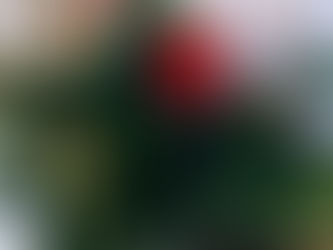 Marietta Daisies Garden Club