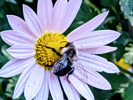 Marietta Daisies Garden Club