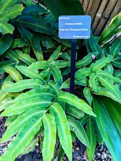 Atlanta Botanical October 2023