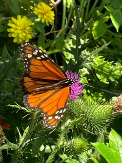 AUGUST 2024 SMITH-GILBERT GARDENS