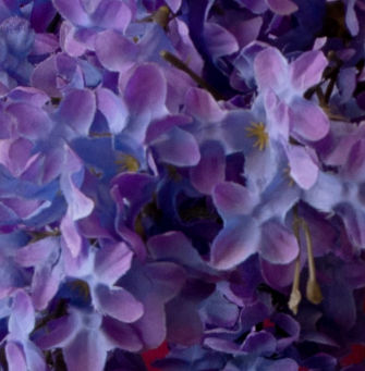 Marietta Daisies Garden Club