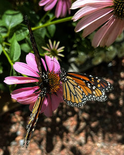 Smith-Gilbert Gardens