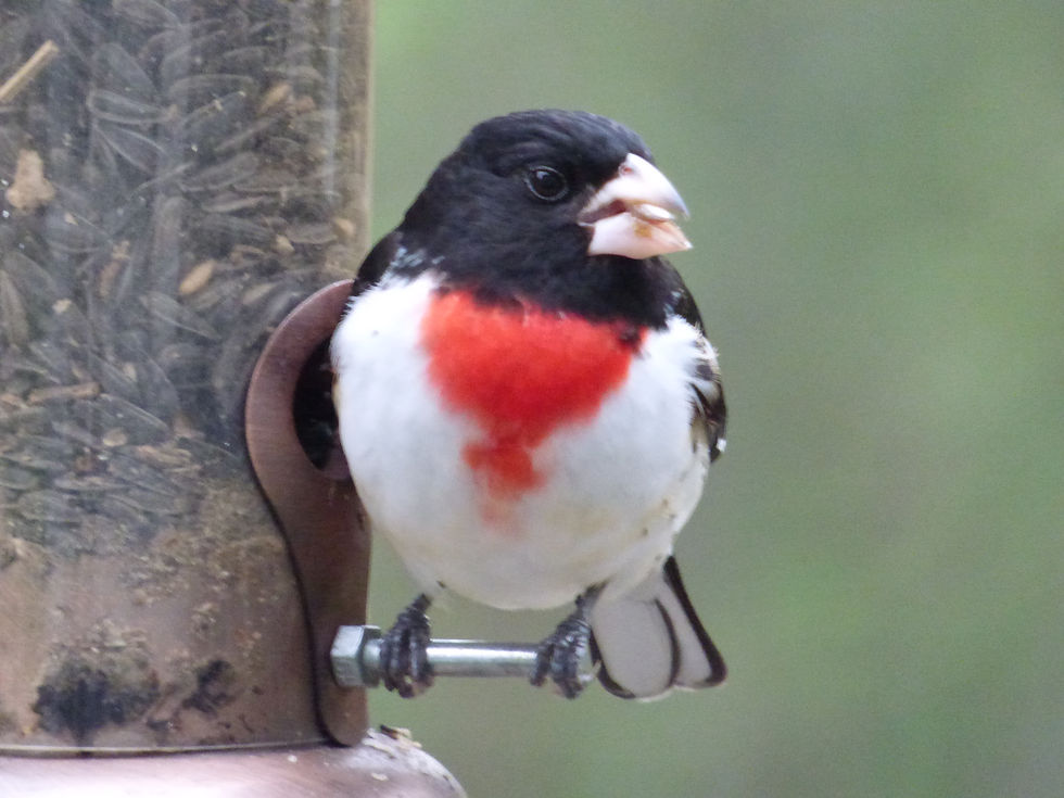 Rose-breasted Grosbeak