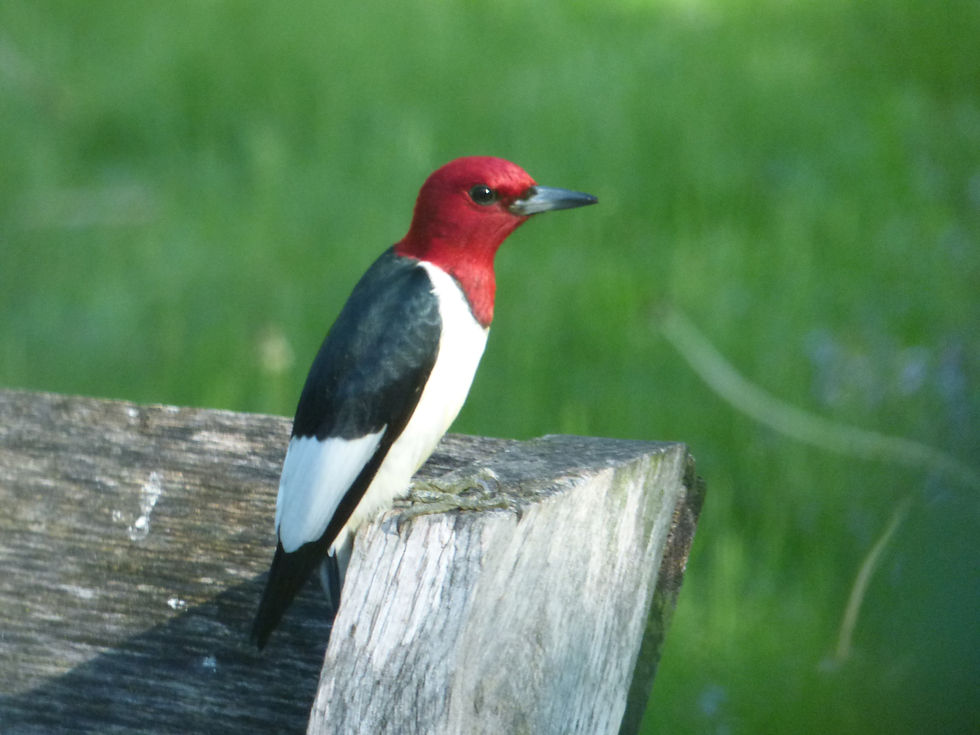 Red-Headed Woodpecker