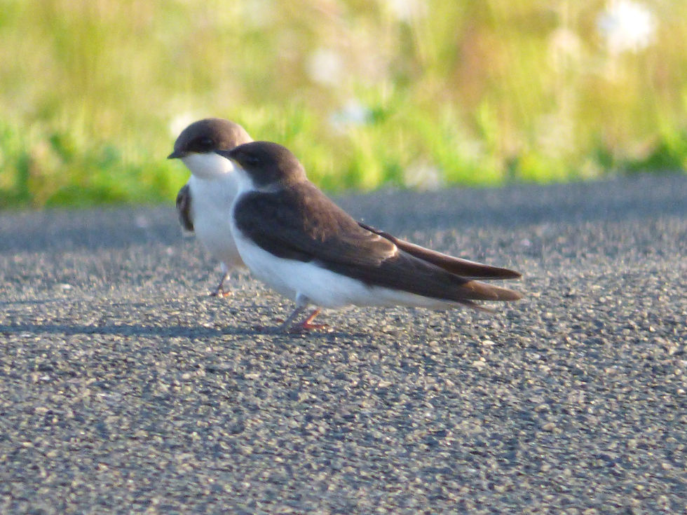 Tree Swallows on the Road