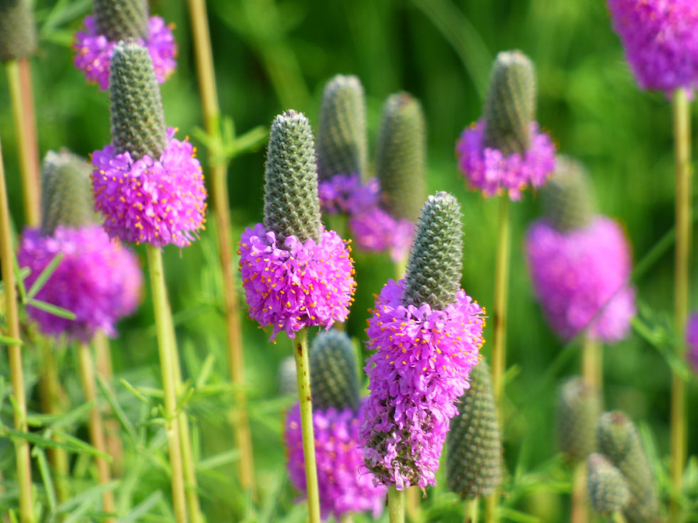 Purple Prairie Clover