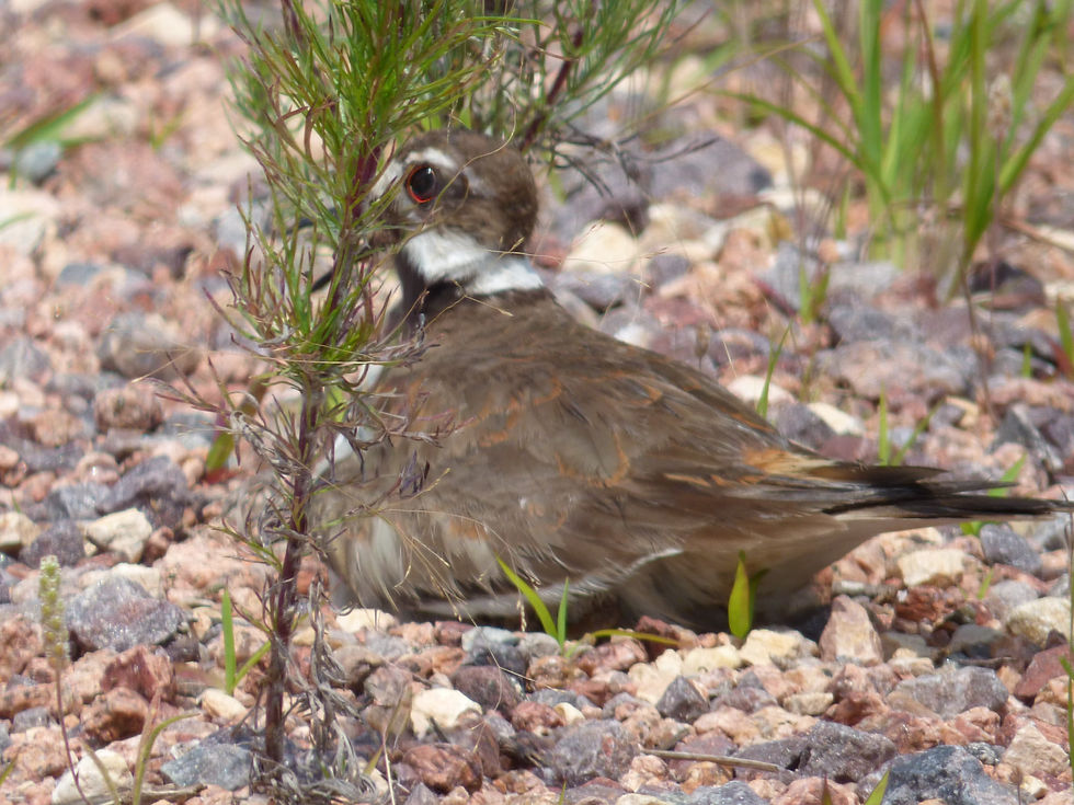 Killdeer