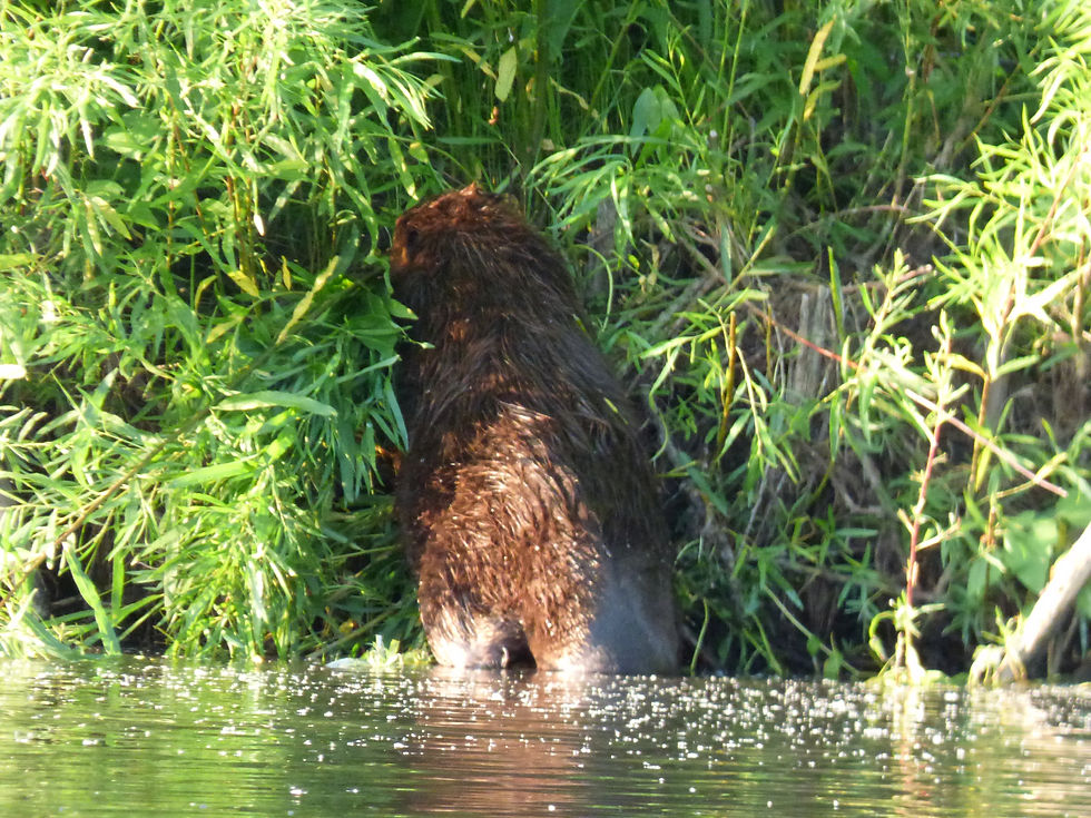 Feeding Beaver