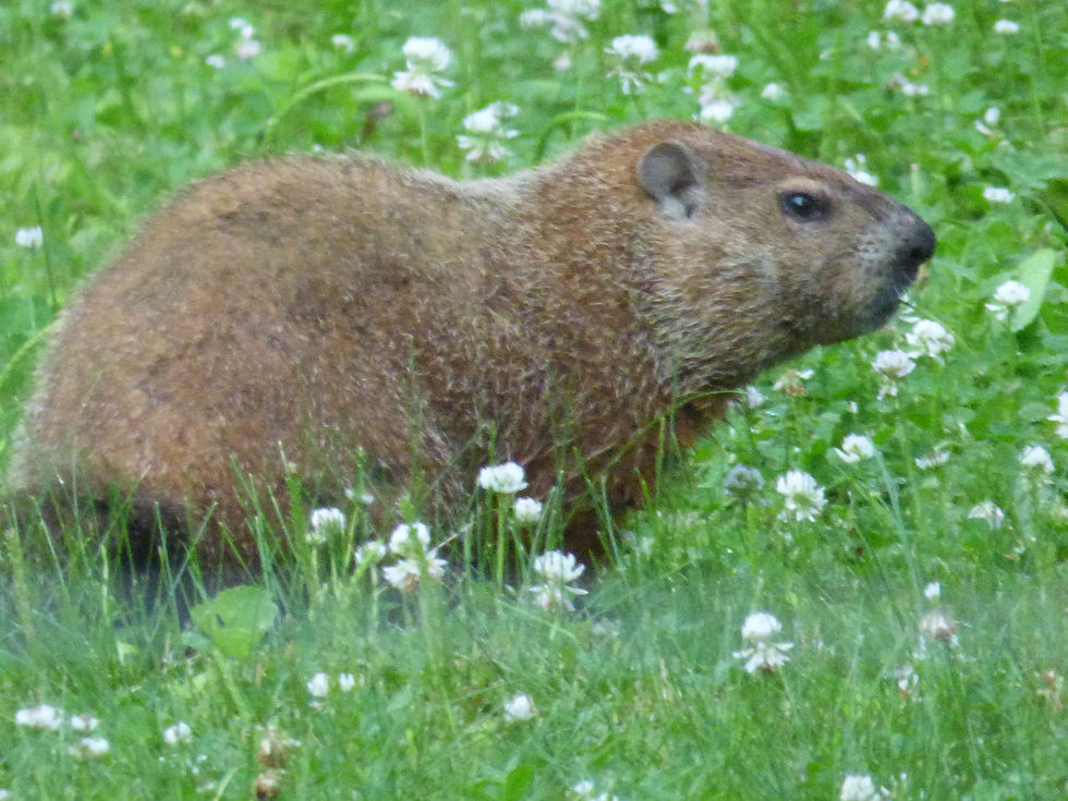 Woodchuck