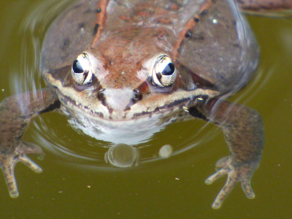 Wood Frog