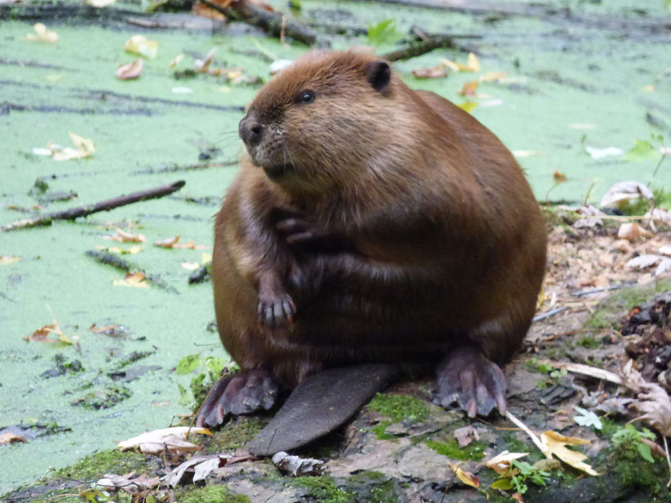 Beaver