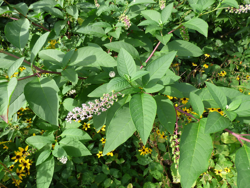 Pokeweed