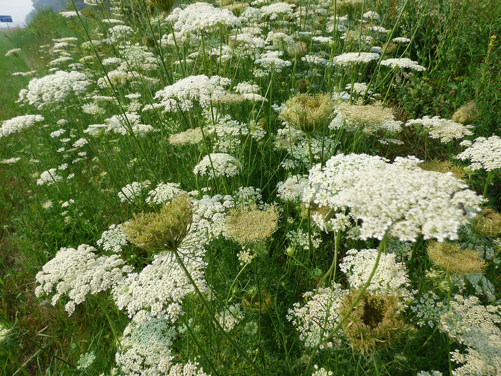 Queen Anne's Lace