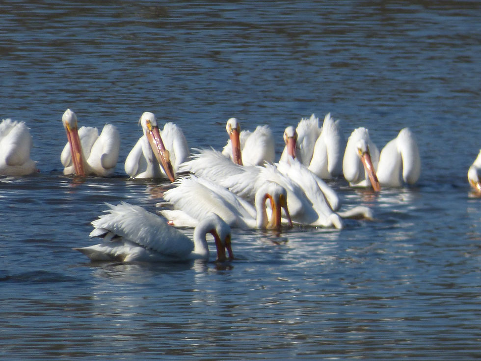 "Spring Magic And Wonders On Wacouta Bay"
