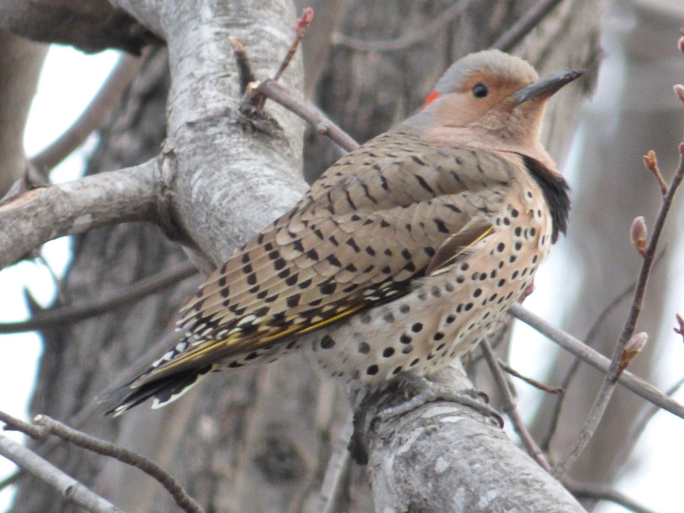 Northern Flicker