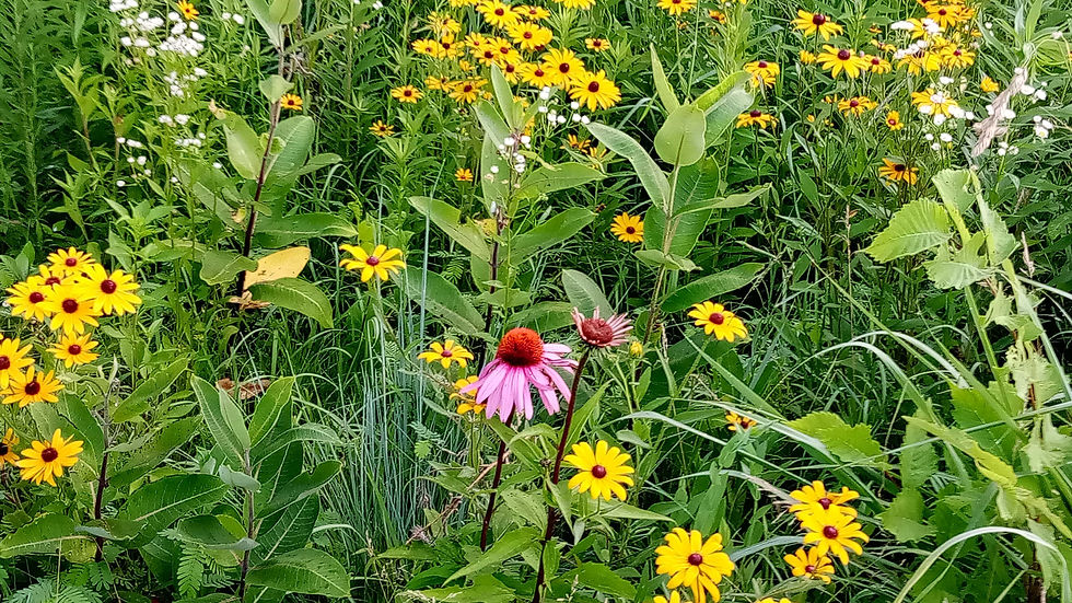 Black-eyed Susan and Purple Coneflower