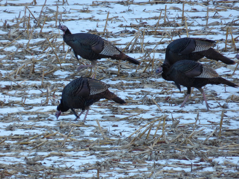 Wild Turkeys