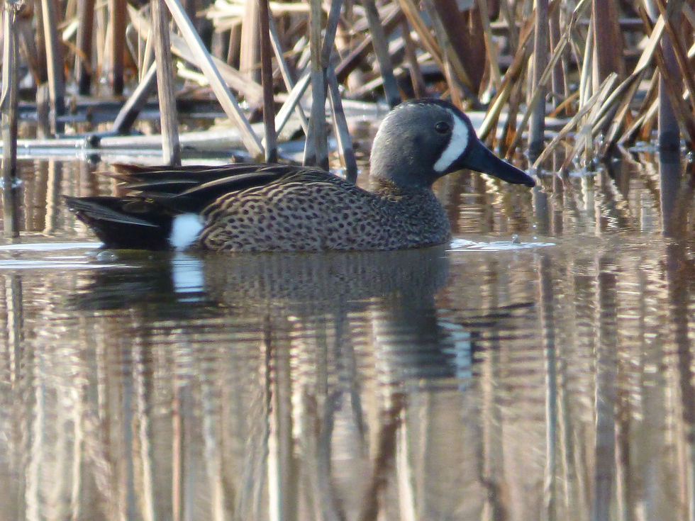 Blue-Winged Teal Drake