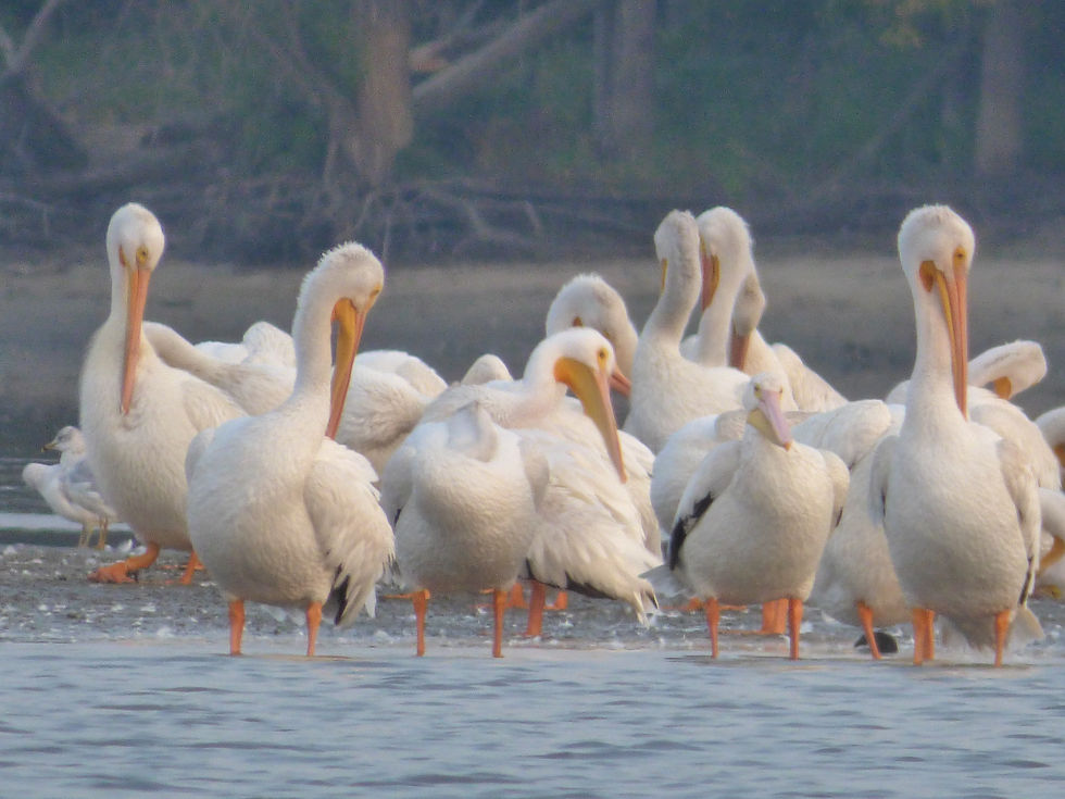 White Pelicans