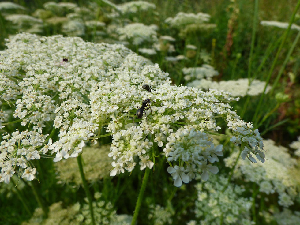 Closeup of Queen Anne's Lace