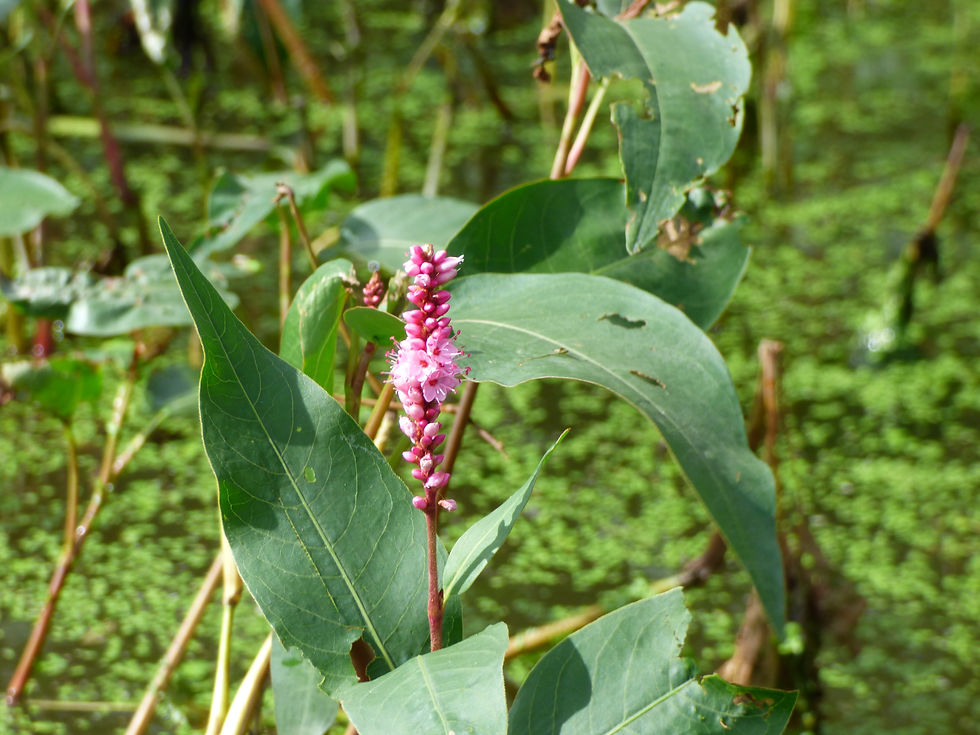 Swamp Smartweed