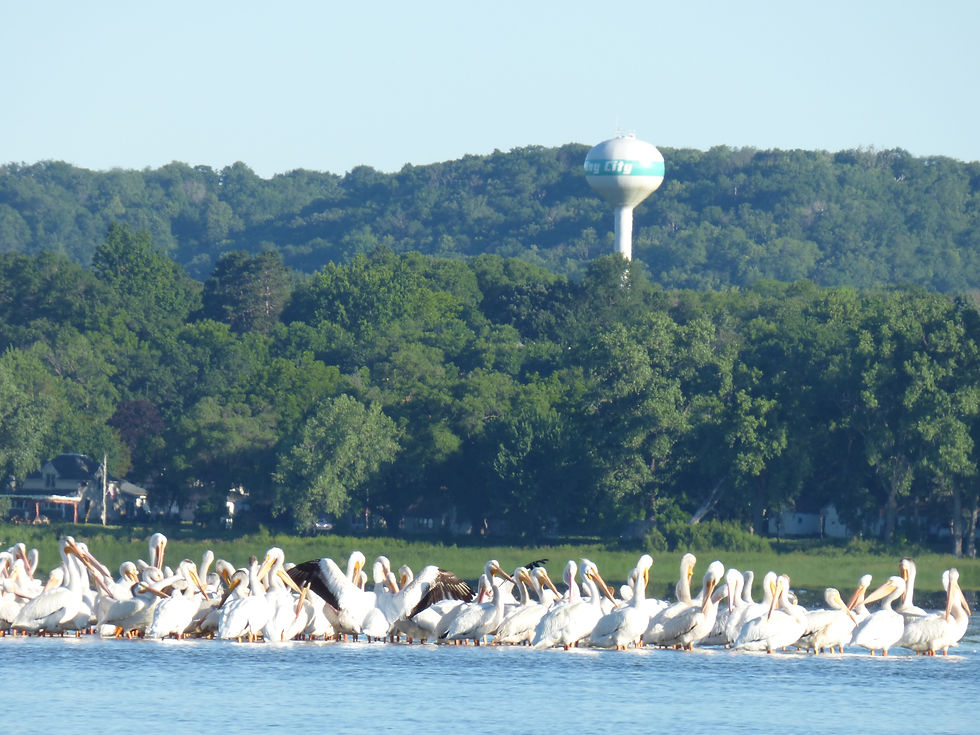 American White Pelicans