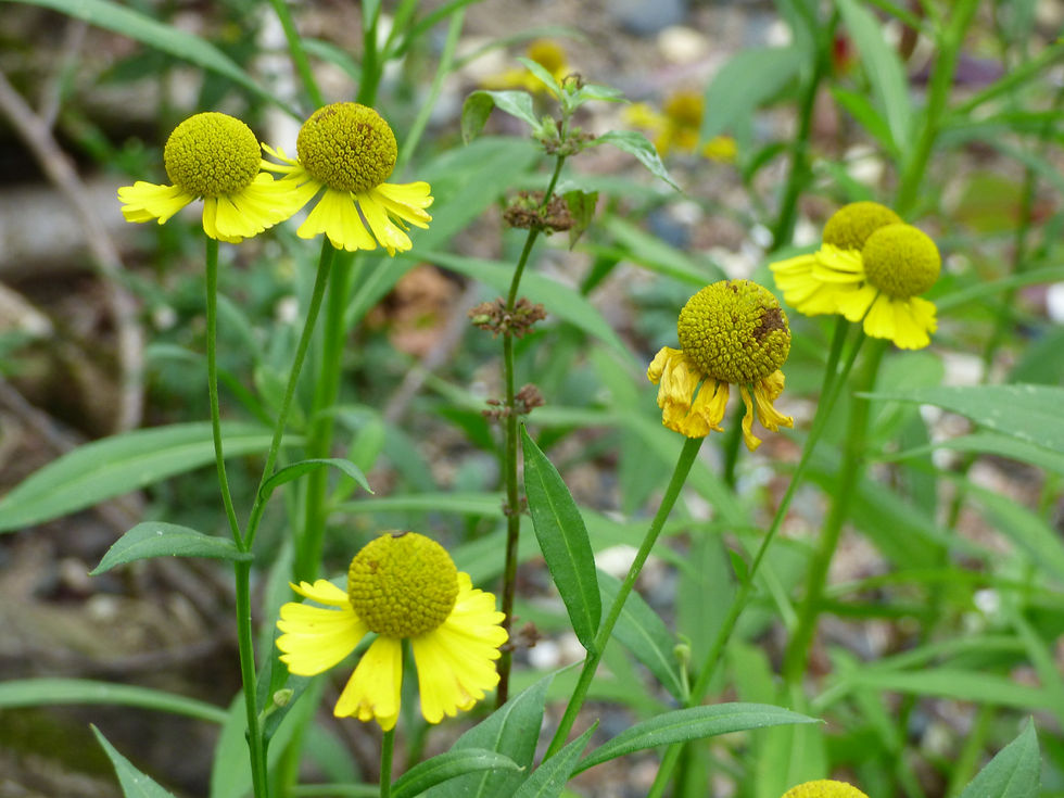 Sneezeweed Close-up