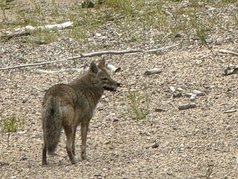 Coyote photo by Nancy Barth