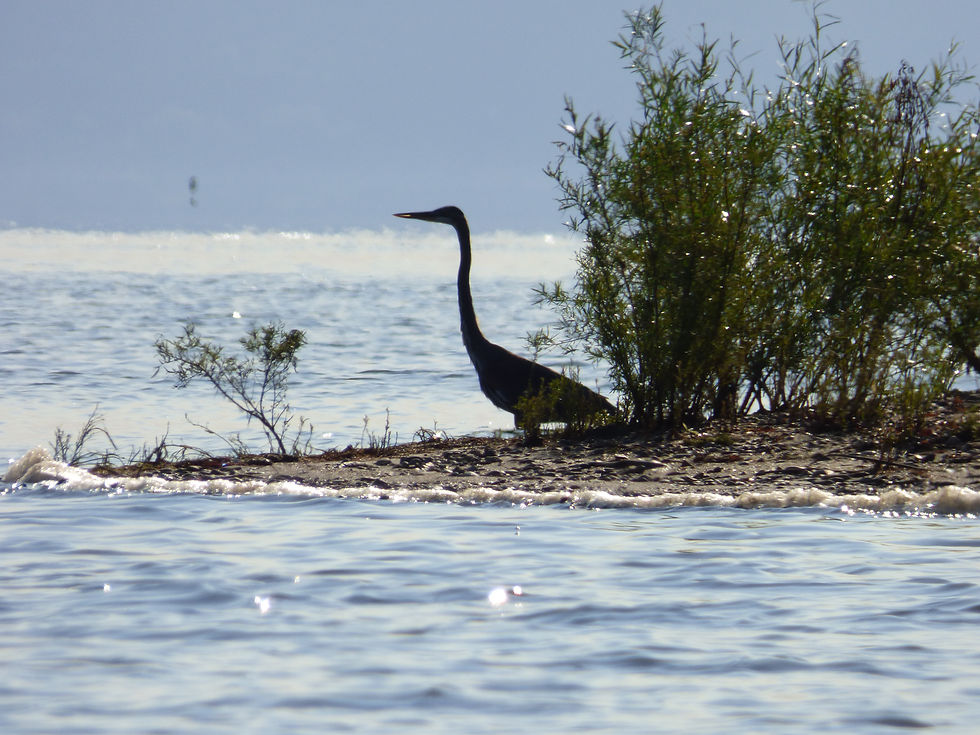 Great Blue Heron