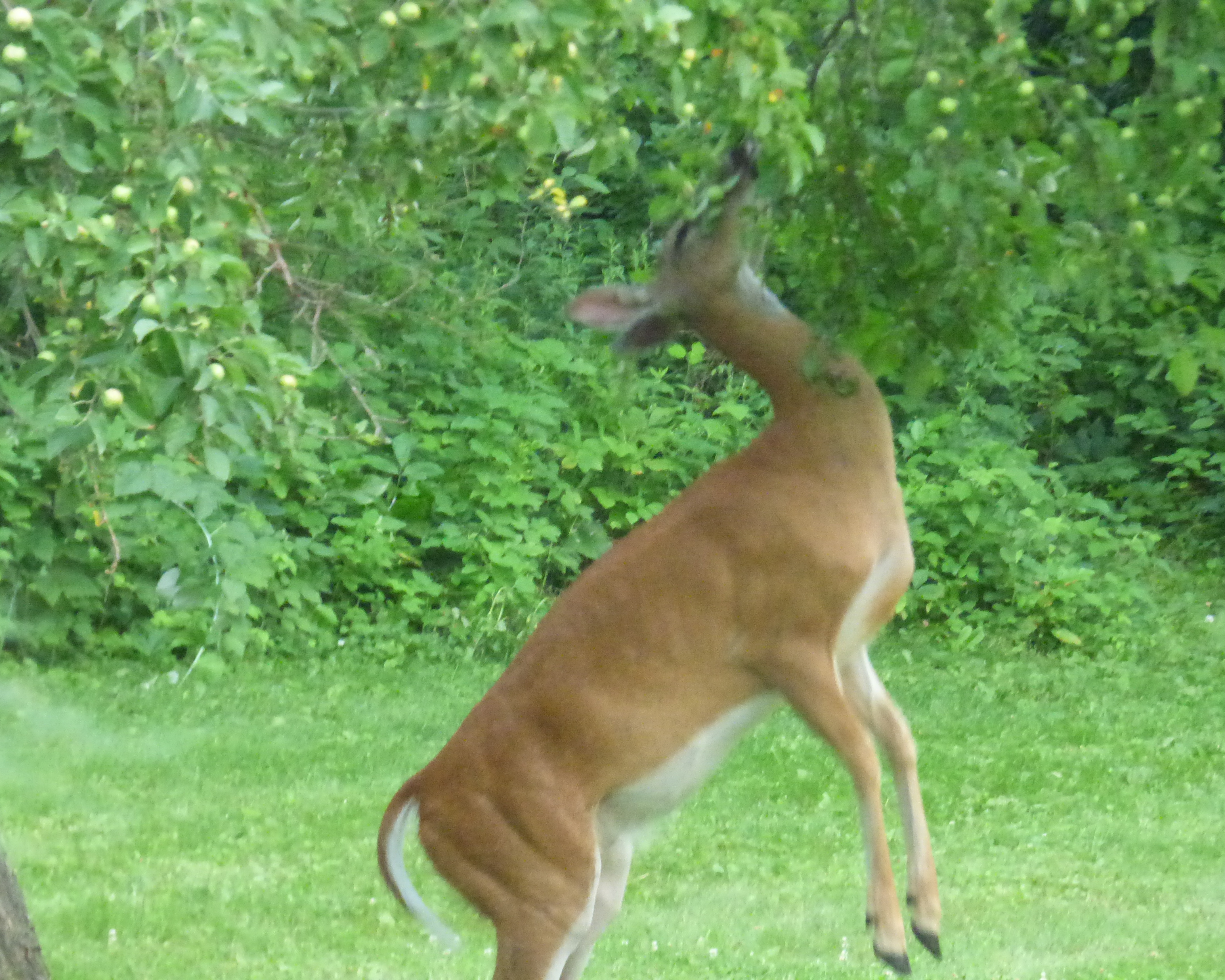 Doe Stretching for Apples