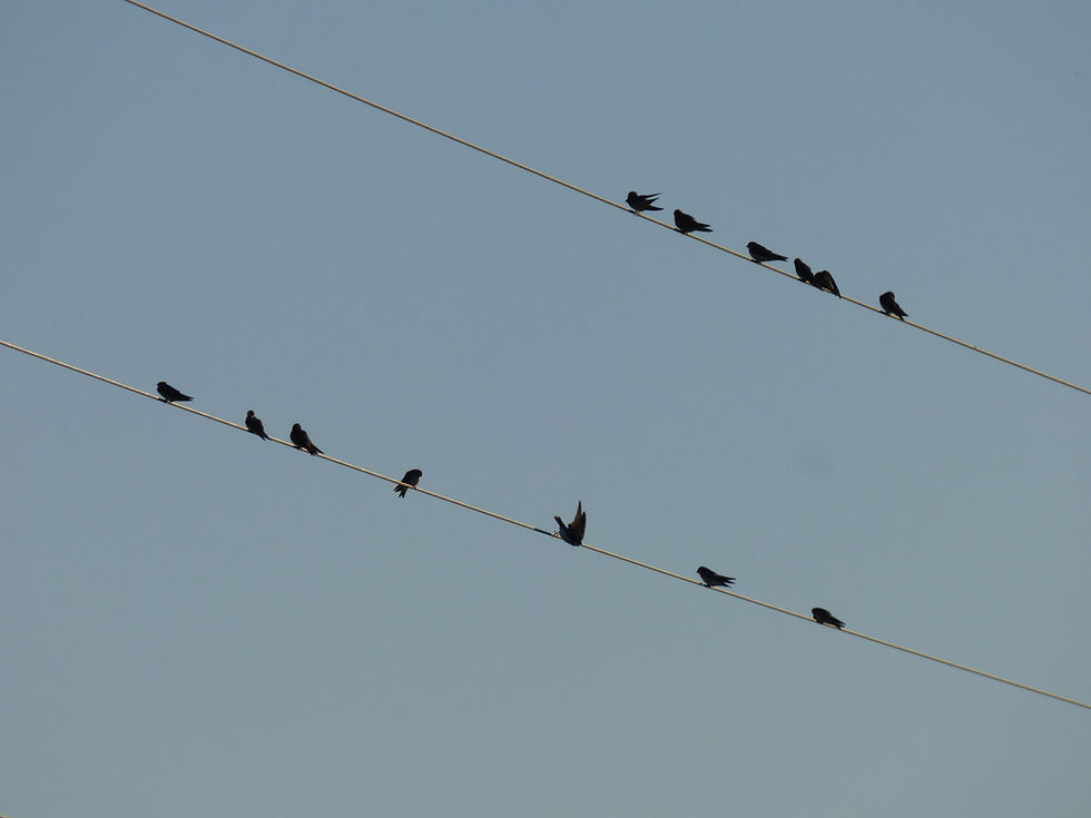 Tree Swallows on Power Lines