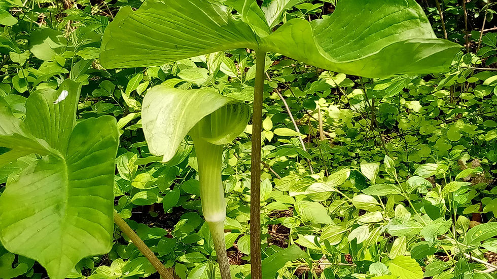 Jack-In-The-Pulpit