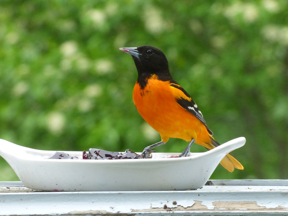 Baltimore Oriole