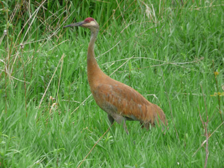 Uncommon Wildlife Sightings, New Flora Blooming Along The Rattlesnake Bluff Trail