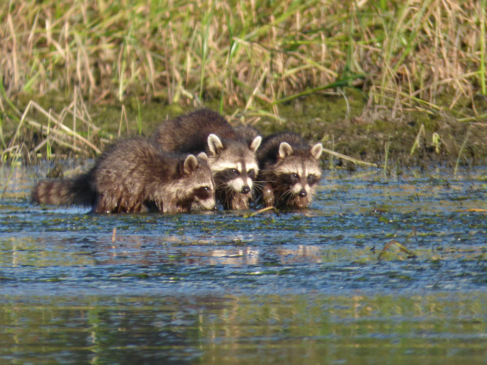 Young Raccoons