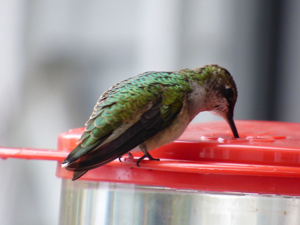 Ruby-Throated Hummingbird