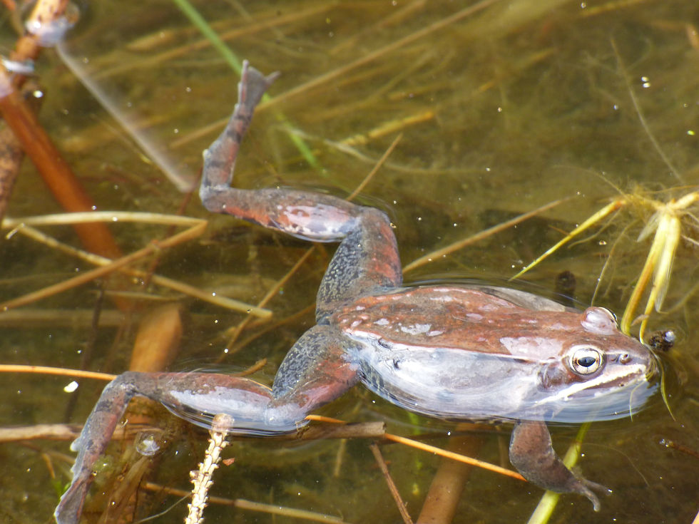Wood Frog