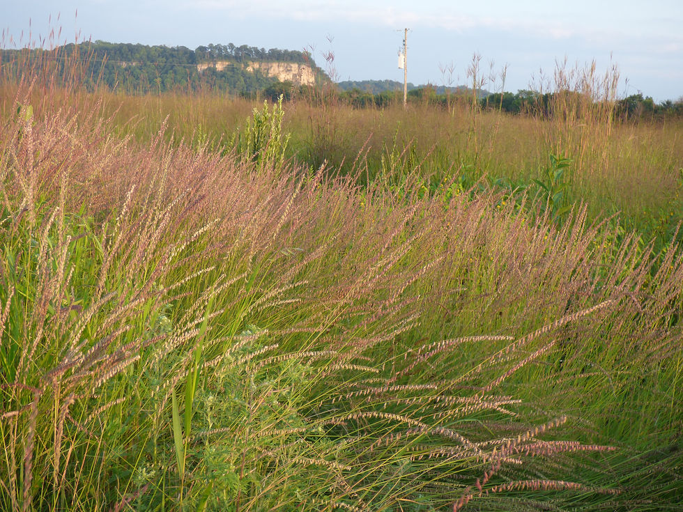 Sideoats Grama
